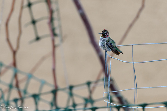 Ruffling his feathers to begin the mating ritual.