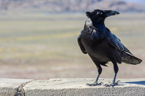 He continues keeping a sharp eye on the interlopers.