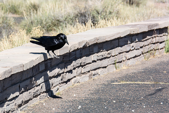 Hopping off the ledge for a closer look.
