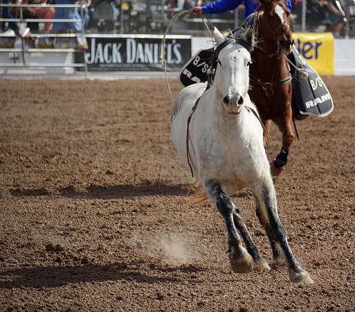 Arizona, "Arizona Rodeo", "Barrel Racing", "Bronc Busting", "Bucking Chute", "La Fiesta De Los Vaqueros", "La Fiesta De Los Vaqueros 2014", "La Riata", Lariat, Lasso, PRCA, "PRCA Rodeo", "Professional