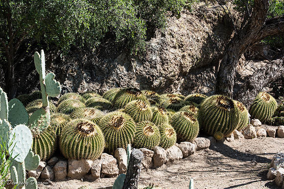 More Golden Barrel cactus.