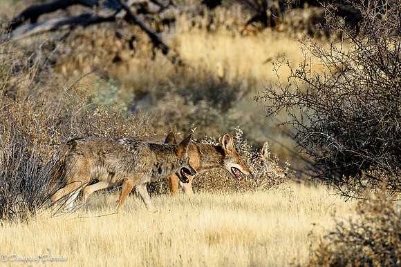 Three seeking water.