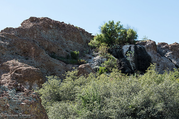Note the cactus on the side of the rock, framed by sediment from water runoff.