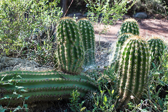 A spider's web, as if the cactus spines weren't menacing enough.