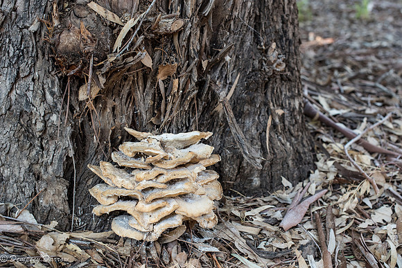 Tree fungus is rare in the Sonoran desert.