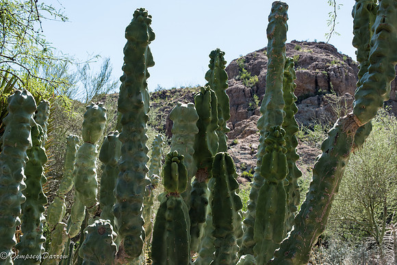 Totem Pole cactus.