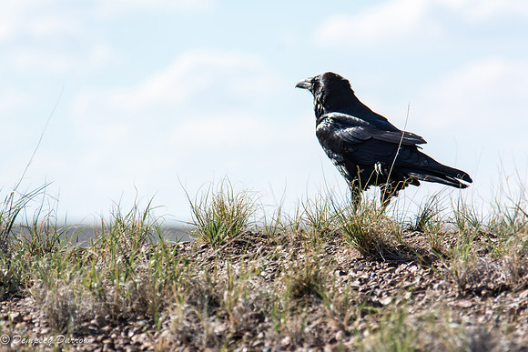 Indigenous fauna made their presence known.