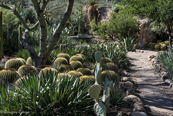 Golden Barrel Cactus, middle foreground.