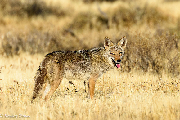 The locals will tell you that summer days in Arizona are hot.