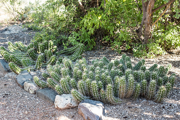 Echinopsis Chalaensis is a flowering cactus in the genus Echinopsis.
